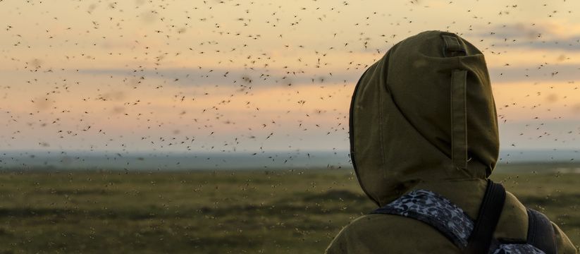 Комары не могут выдерживать такой запах: простое средство, которое можно сделать дома