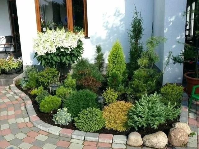 Тиран, а не кустарник: «душит» все культуры в огороде — всё питание из почвы забирает себе