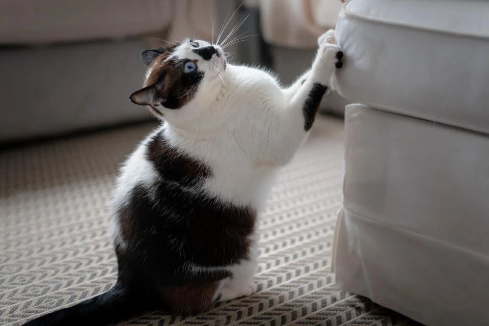        :    