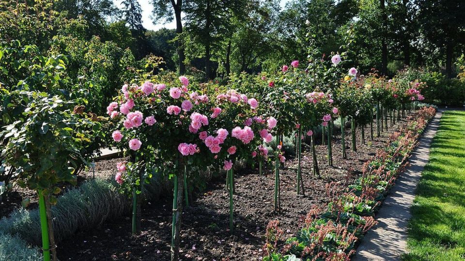 Штамбельные розы: красота в каждом стебле