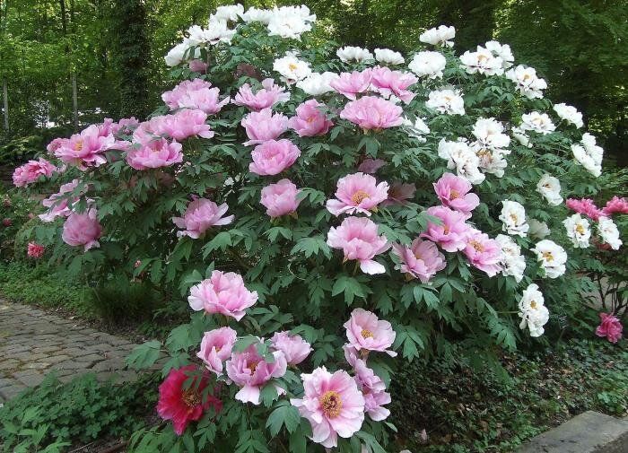 Почему выбор почвы для пионов — залог их цветения