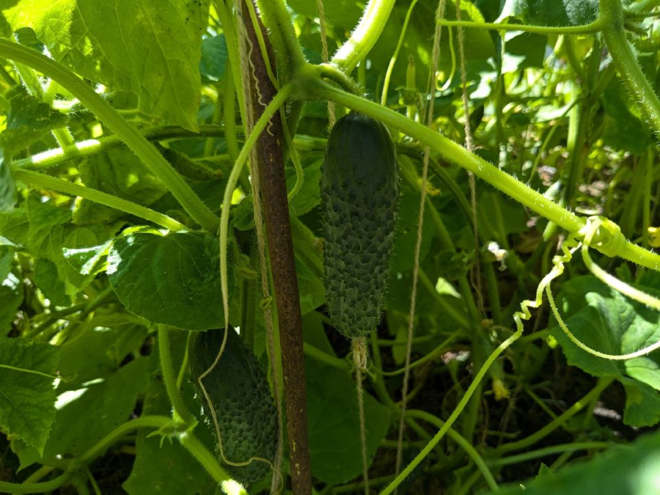 Как продлить урожай огурцов до сентября: секреты успешных дачников