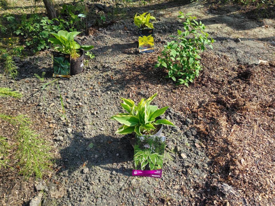 Витаминная подкормка для роз и томатов из подручных средств