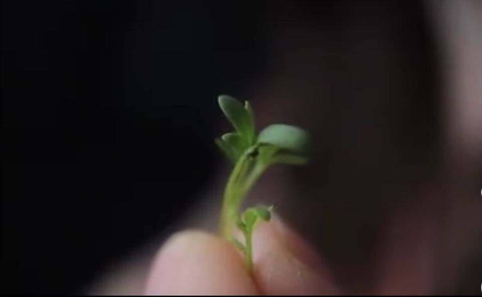 Микрогрин: как мини-растения становятся звездами кухни