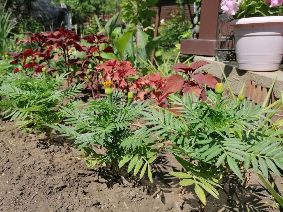Как маленький цветник у крыльца преобразил дачу: итоги сезона