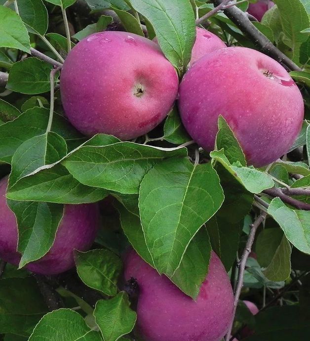 Секреты осенней подкормки яблонь: советы от Мичурина