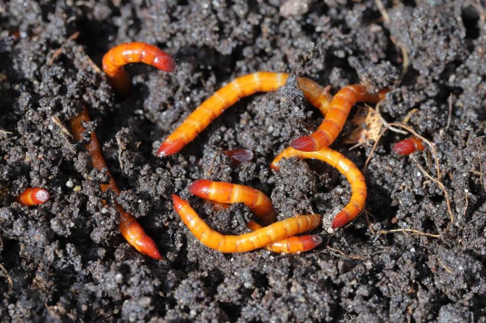 Как эффективно бороться с проволочниками в огороде: советы и секреты