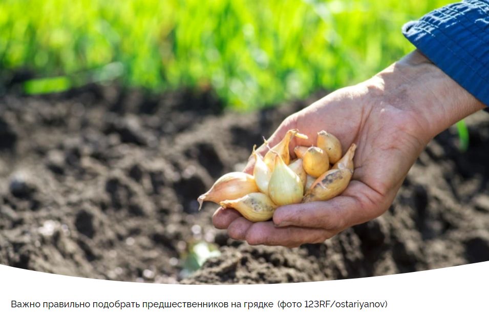 Подзимний лук: новые горизонты агрономии