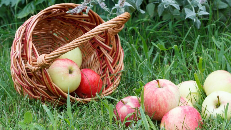 Из падалицы яблок на зиму заготовите кучу банок: пригодится для пирогов и шарлотки