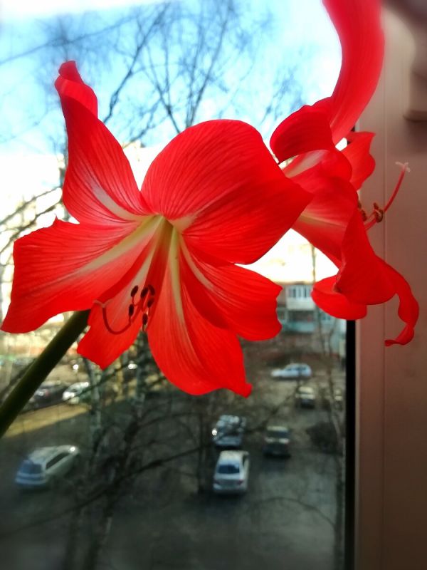 Гиппеаструм: не только цветок, но и настоящий спутник жизни