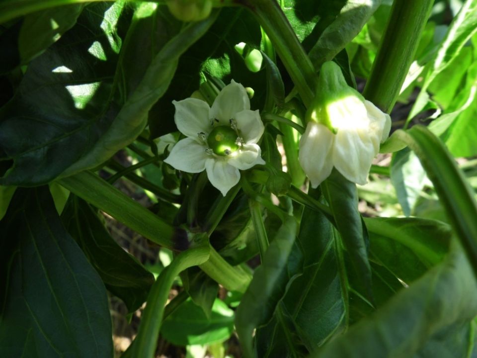 Как повысить урожайность: секреты опыления томатов, перцев и баклажанов