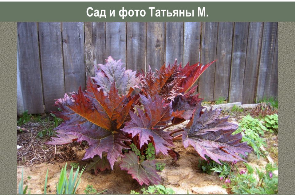 Гиганты в вашем саду: ревень тангутский и его удивительные листья