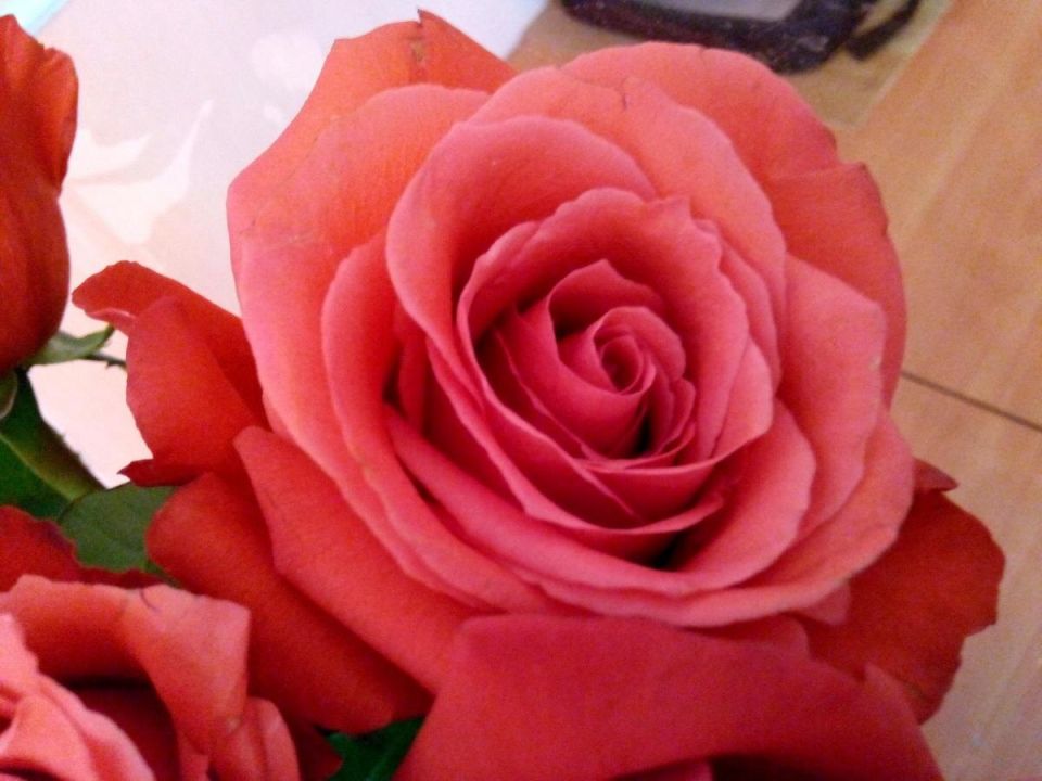 Как защитить розы от чёрной пятнистости: простые и эффективные рекомендации