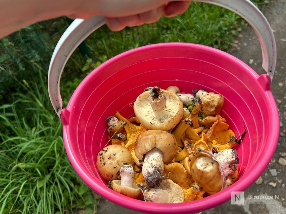 Грибы и ягоды октября: нижегородцы продолжают «тихую охоту»