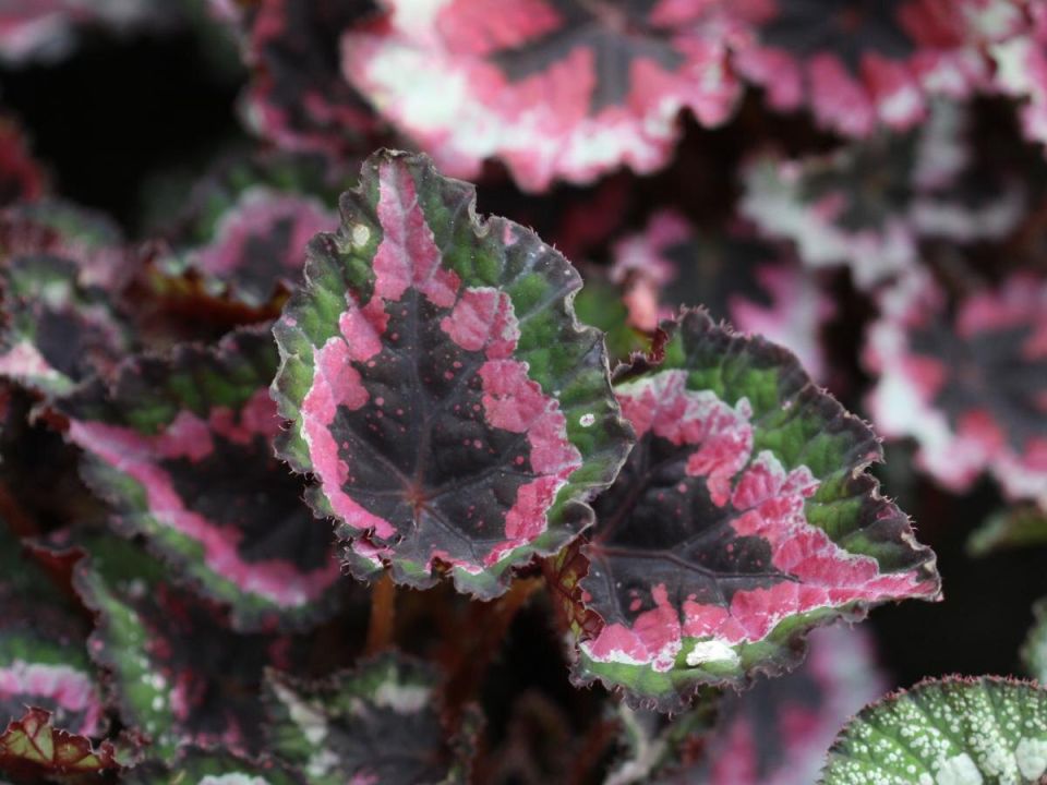 Бегонии: загадочные красавицы, которые сделают ваш дом уникальным