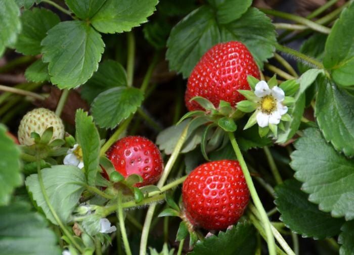 Как правильно выбрать растения для севооборота после клубники: секреты агрономов