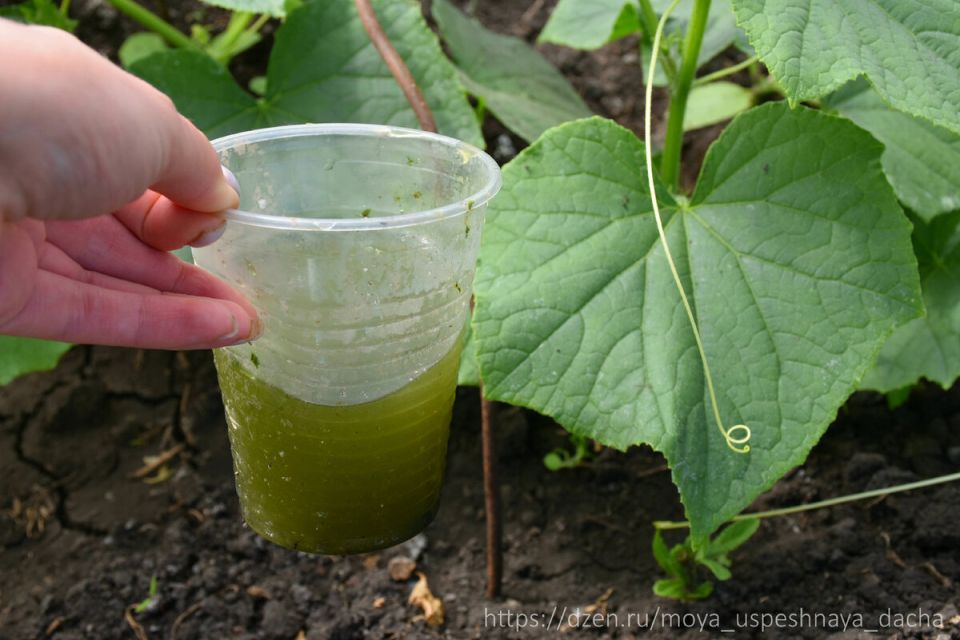 Как правильно подкармливать огурцы для буйного роста и богатого урожая