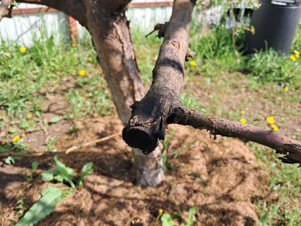 Черный рак яблони: как не упустить шанс спасти сад от гибели