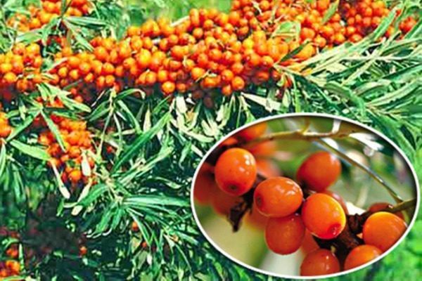 Облепиха Великан: секреты сладких ягод и простота ухода