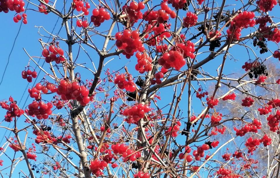 Калина: осеннее чудо с целебными свойствами