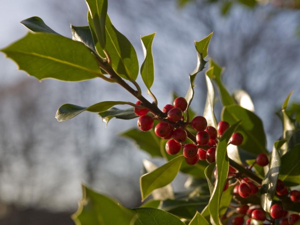 Замазывать или оставить: как защитить срезы деревьев после обрезки?