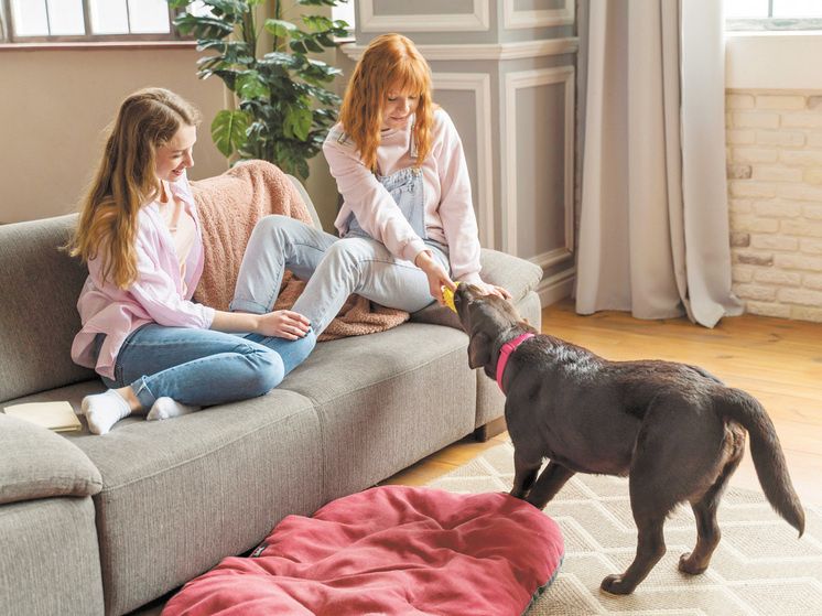 В Госдуме инициируют законопроект об ограничении количества домашних животных в квартирах