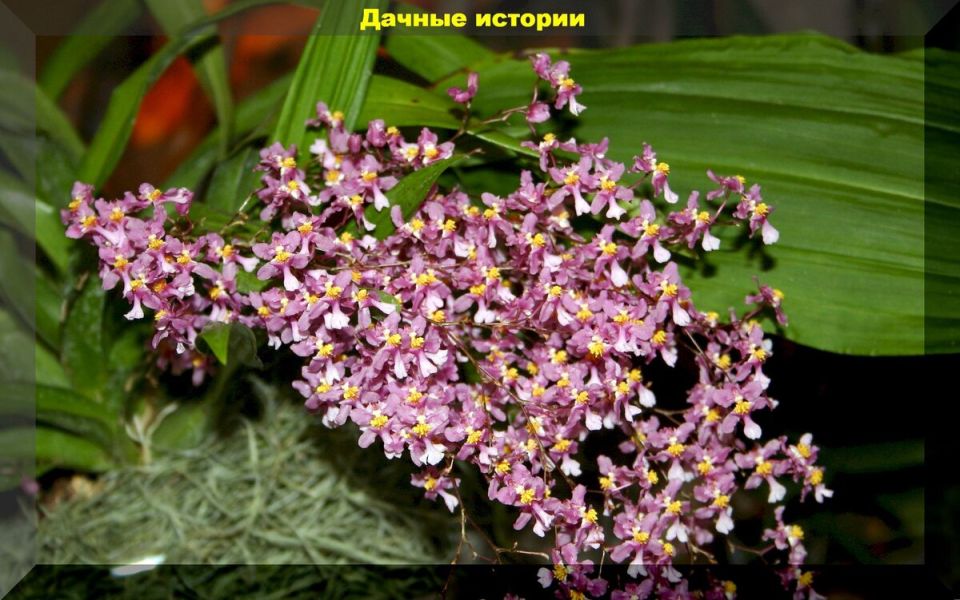 Как вернуть к жизни орхидеи: советы для спасения онцидиума и других экзотов