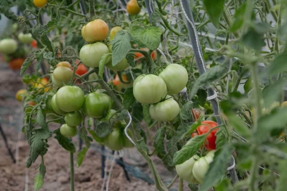 Как ускорить созревание томатов в теплице: советы и проверенные методы
