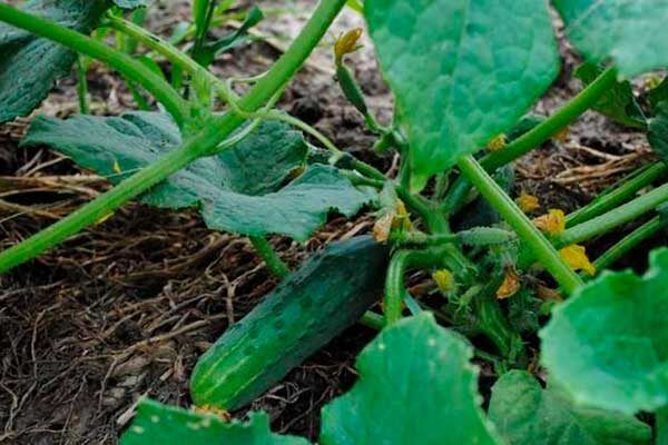 Огурцы Ребята-пикулята: секреты успешного выращивания для огородников