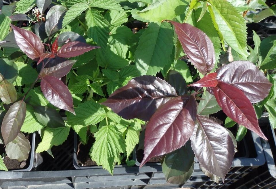 Как украсить сад декоративными плодовыми деревьями: советы и идеи