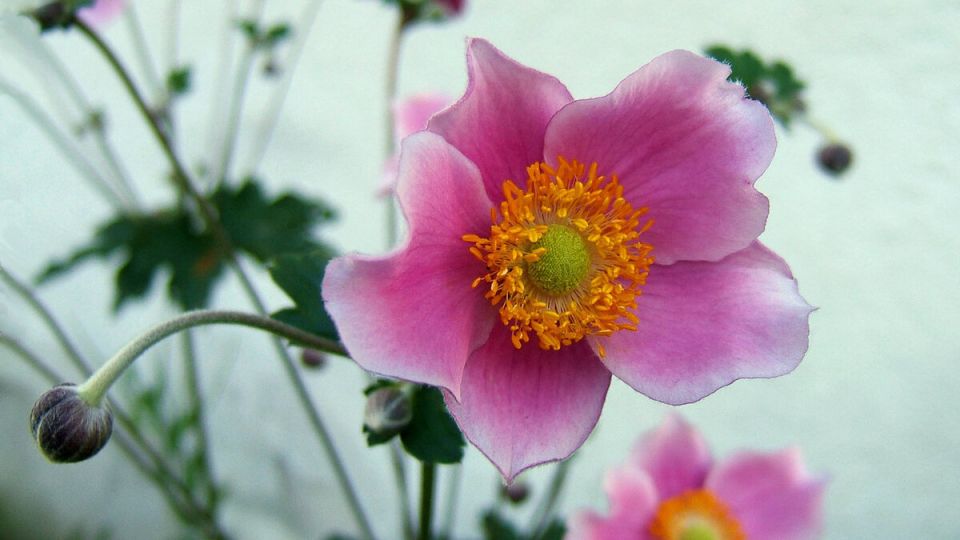Анемона: цветок с волшебной историей и множеством полезных свойств