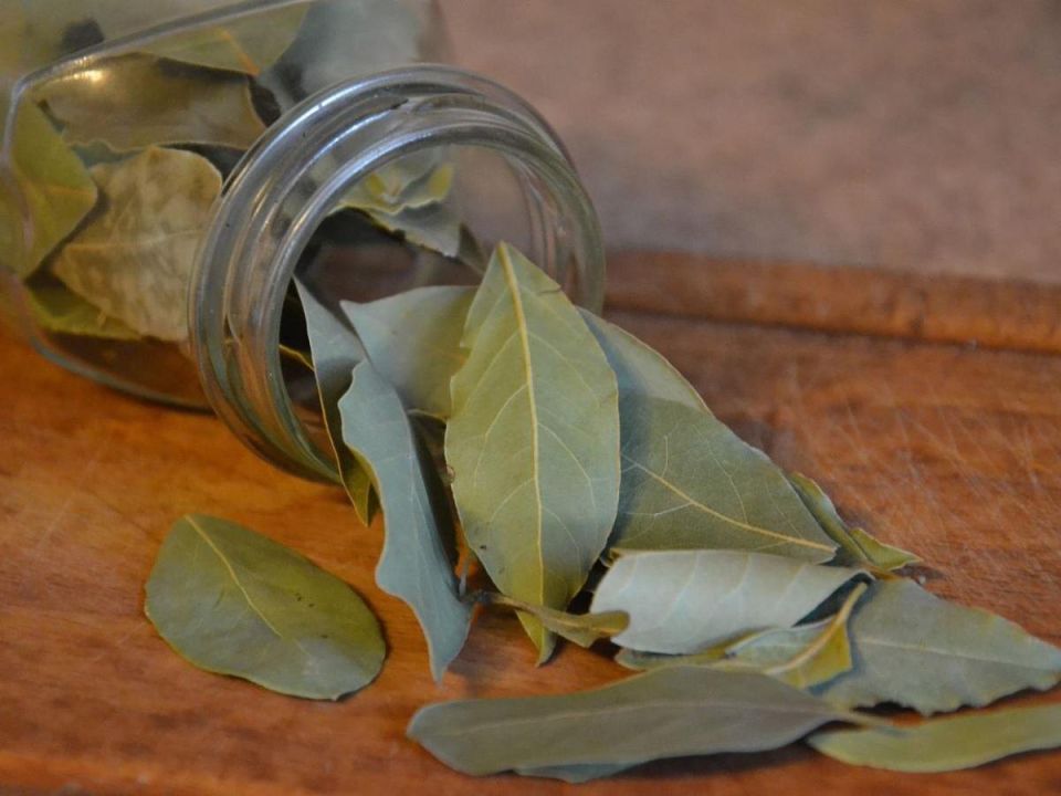 Лавр: ваш идеальный партнер в саду и на кухне