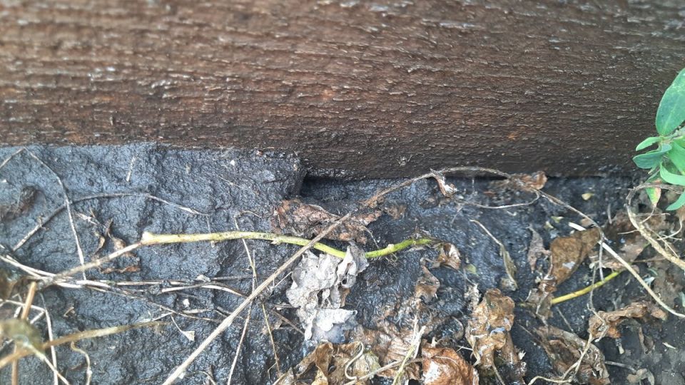 Как избавиться от муравьев с помощью простых домашних средств