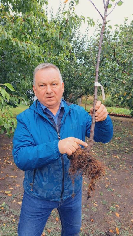 Как правильно посадить яблони на слаборослых подвоях: секреты успешного сада
