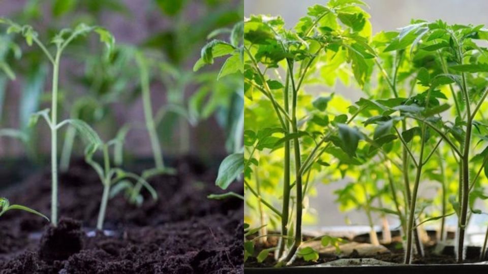 Выращивание здоровой рассады томатов: откройте сибирские секреты