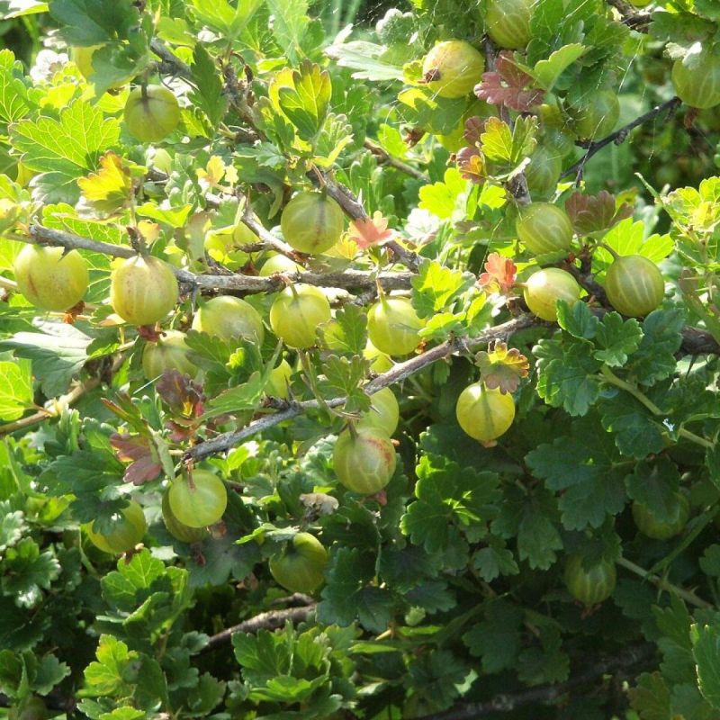 Как добиться сладкого и крупного крыжовника: секреты успешного удобрения