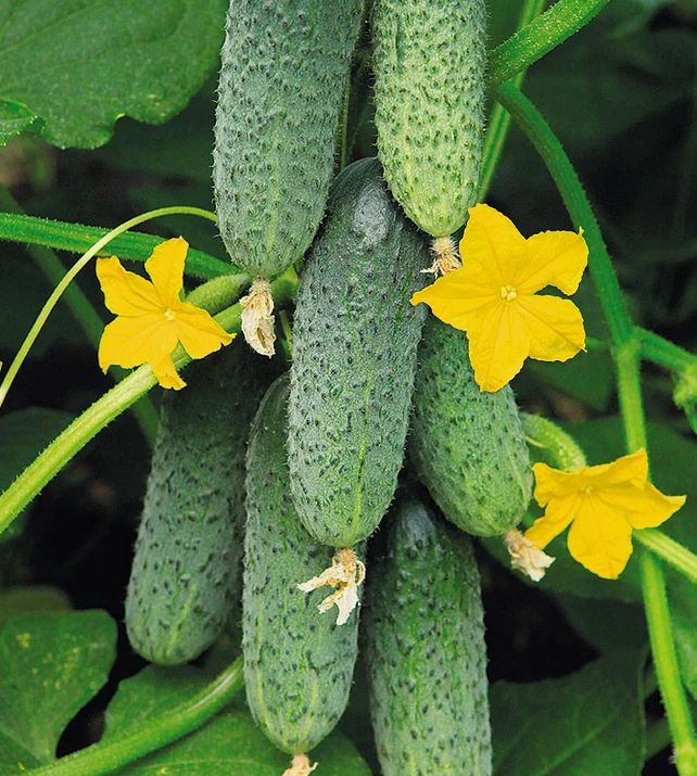 Как сохранить урожай огурцов в жару: удивительные советы от опытного дачника