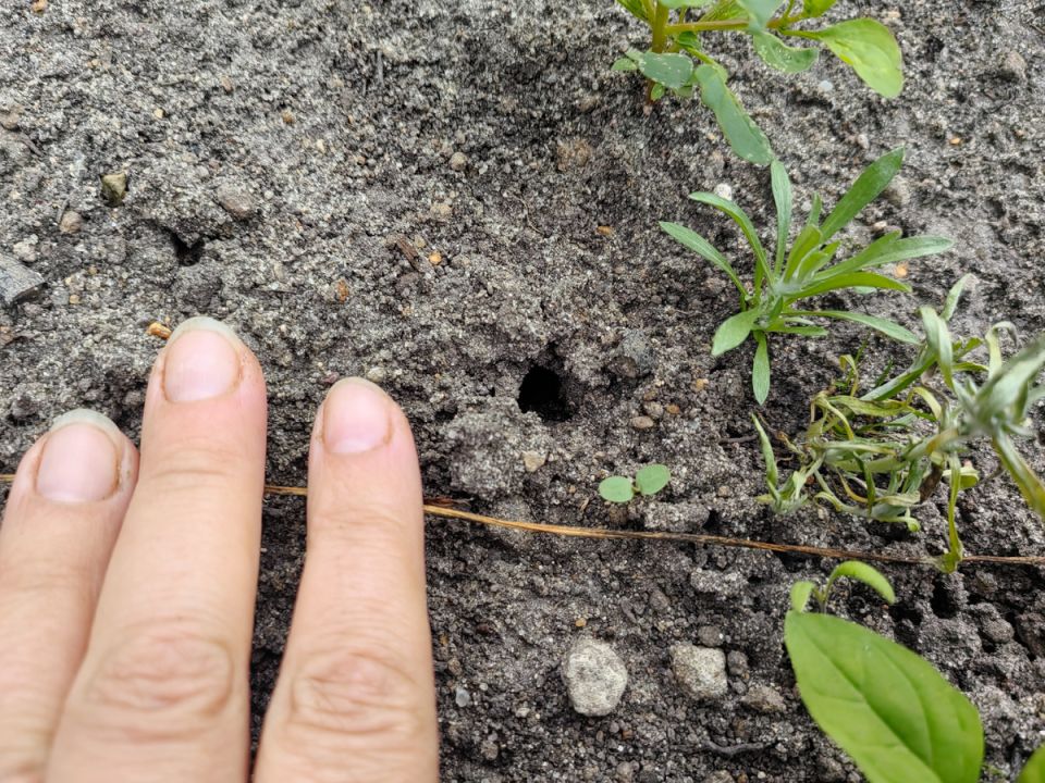 Незваный гость в клубничной грядке: кто ведет подземные работы?