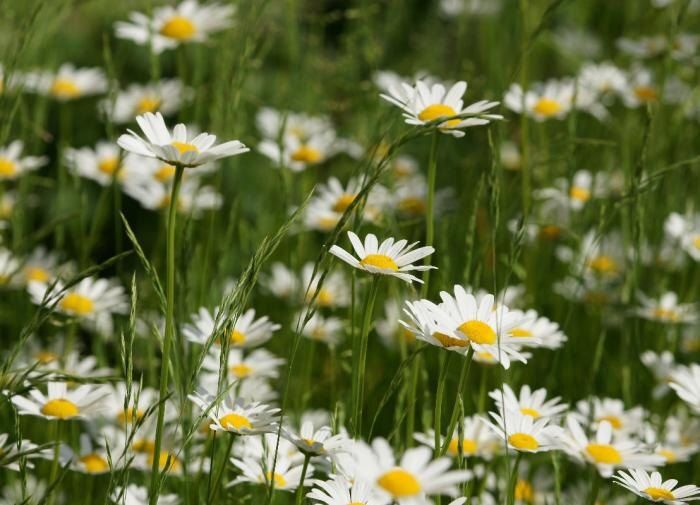 Ромашки: очарование природы и их преимущества для садоводов