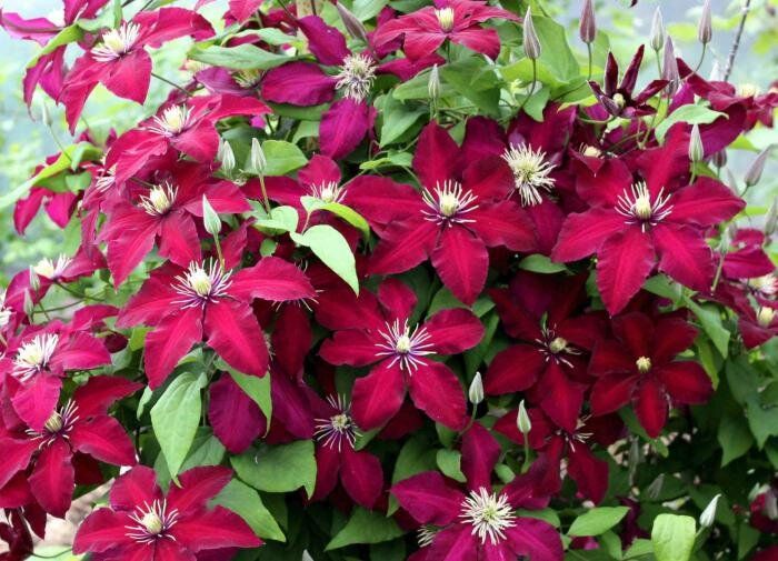 Как вырастить роскошный клематис: секреты ухода и выбора сортов