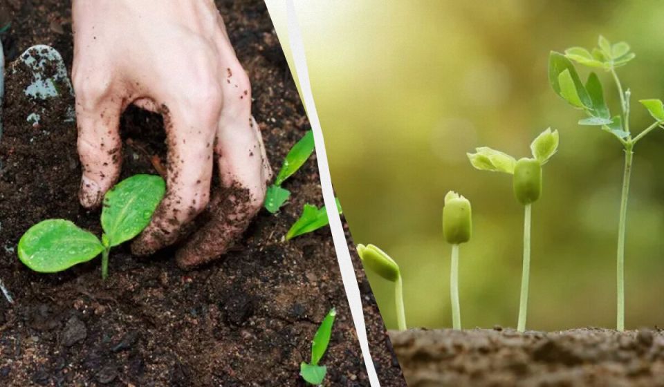 Электрокультура: секреты быстрого и эффективного урожая без удобрений