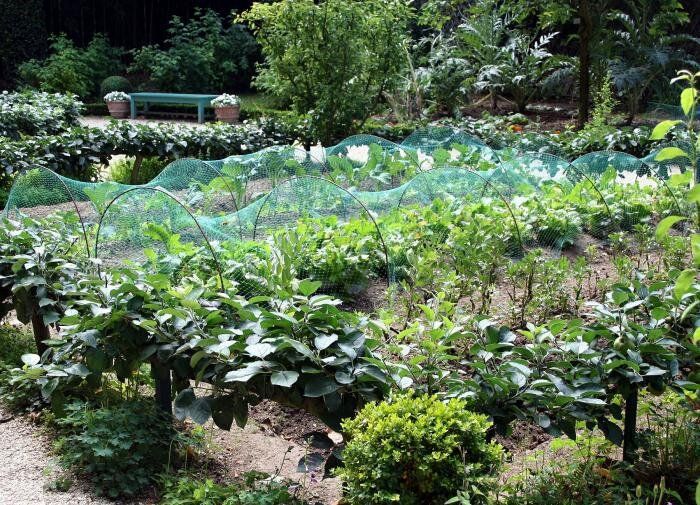 Сода как незаменимый помощник для огородников