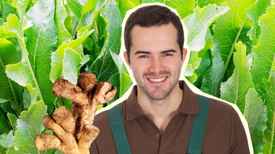 Хрен больше не разрастется по всему участку: опытные дачники сажают его только так