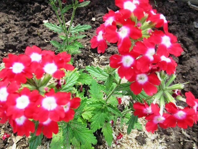 Секреты успешного выращивания вербены: советы для садоводов