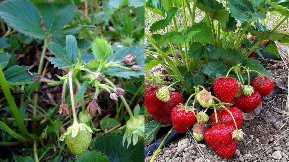 Как собрать первый урожай клубники на 10 дней раньше: секреты опытных садоводов
