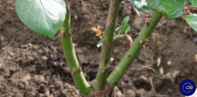 Как правильно подготавливать розы к зиме: советы опытных садоводов