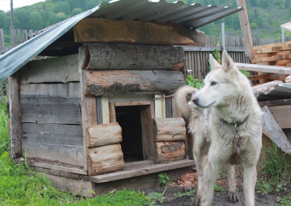 Идеальное убежище для вашего четвероногого друга