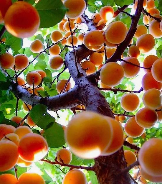 Как защитить фруктовые деревья осенью: советы и ошибки