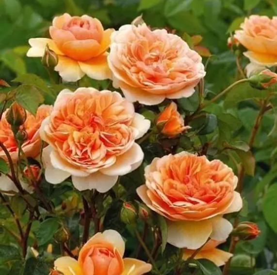 Непревзойденные розы Остина: работа Дэвида Остина и самые популярные сорта