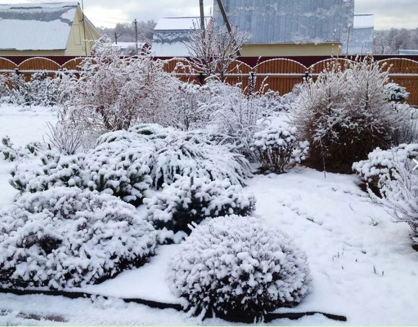 Новый шаг в садоводстве: препарат, защищающий растения от морозов